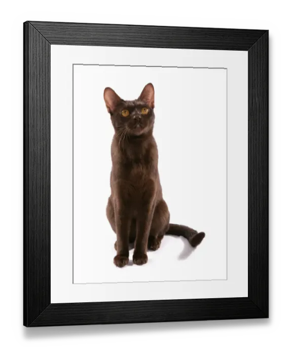 Framed Print : Domestic Cat, Asian, brown adult, sitting Framed Print : Domestic Cat, Asian, brown adult, sitting