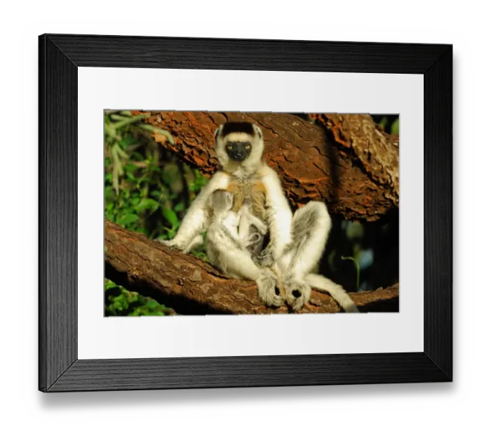 Framed Print : Verreaux's Sifaka (Propithecus verreauxi) mother with baby, sitting on branch in tamarind gallery forest, Berenty Nature Reserve, Southern Madagascar, august Framed Print : Verreaux's Sifaka (Propithecus verreauxi) mother with baby, sitting on branch in tamarind gallery forest, Berenty Nature Reserve, Southern Madagascar, august