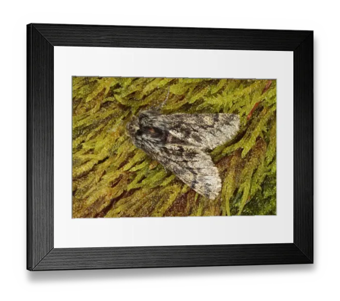 Framed Print : Small Brindled Beauty Moth (Apocheima hispidaria) adult male, resting on moss, Powys, Wales, february Framed Print : Small Brindled Beauty Moth (Apocheima hispidaria) adult male, resting on moss, Powys, Wales, february