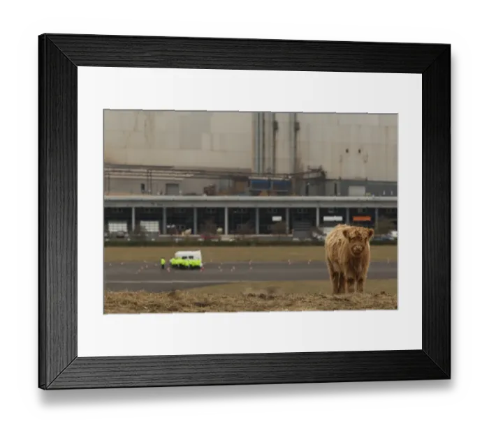 Framed Print : Domestic Cattle, Highland Cattle, calf, conservation grazing on hillside overlooking Tinsley industry, 70 Acre Hill, Sheffield, South Yorkshire, England, november Framed Print : Domestic Cattle, Highland Cattle, calf, conservation grazing on hillside overlooking Tinsley industry, 70 Acre Hill, Sheffield, South Yorkshire, England, november