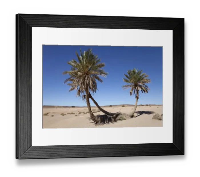 Framed Print : Desert oasis with palm trees, Sahara, Morocco, may Framed Print : Desert oasis with palm trees, Sahara, Morocco, may