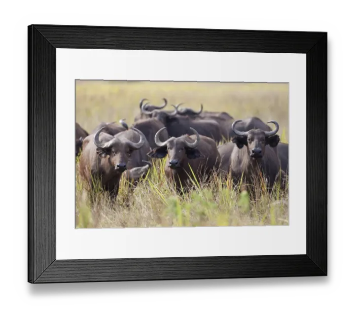 Framed Print : African Buffalo (Syncerus caffer) herd, standing in savannah, Queen Elizabeth N. P. Uganda Framed Print : African Buffalo (Syncerus caffer) herd, standing in savannah, Queen Elizabeth N. P. Uganda