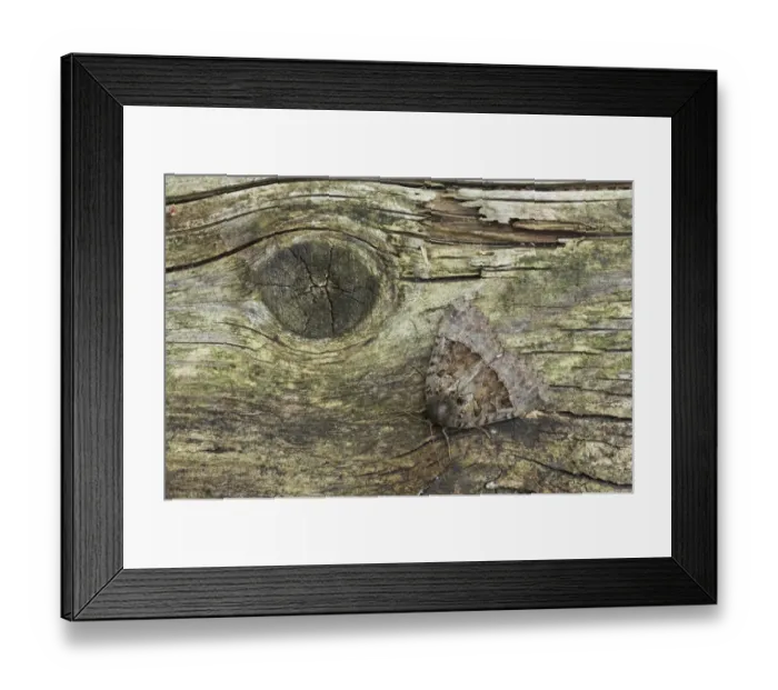 Framed Print : Old Lady Moth (Mormo maura) adult, resting on wood, Essex, England Framed Print : Old Lady Moth (Mormo maura) adult, resting on wood, Essex, England