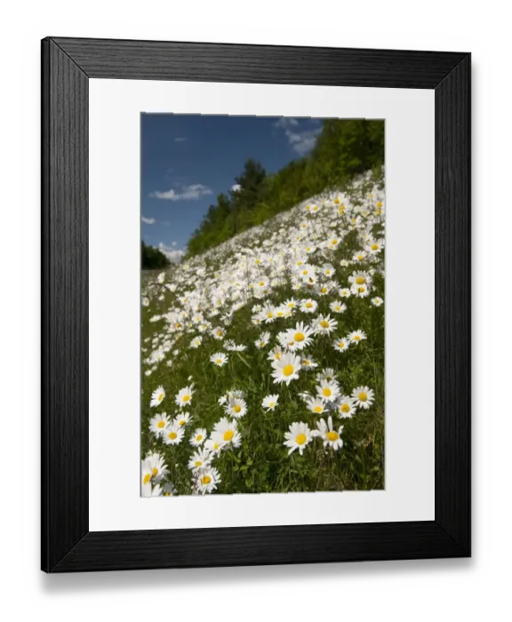 Framed Print : Ox-eye Daisy (Leucanthemum vulgare) flowering mass, growing on roadside verge habitat, England, june Framed Print : Ox-eye Daisy (Leucanthemum vulgare) flowering mass, growing on roadside verge habitat, England, june