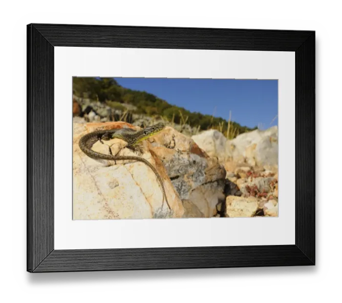 Framed Print : Pena de Francia Rock Lizard (Iberolacerta martinezricai) adult, basking on rock in habitat, Spain, october Framed Print : Pena de Francia Rock Lizard (Iberolacerta martinezricai) adult, basking on rock in habitat, Spain, october
