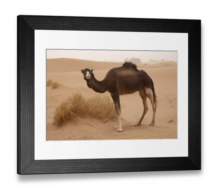 Framed Print : Dromedary Camel (Camelus dromedarius) adult, standing on desert sand dune, Sahara, Morocco, may Framed Print : Dromedary Camel (Camelus dromedarius) adult, standing on desert sand dune, Sahara, Morocco, may