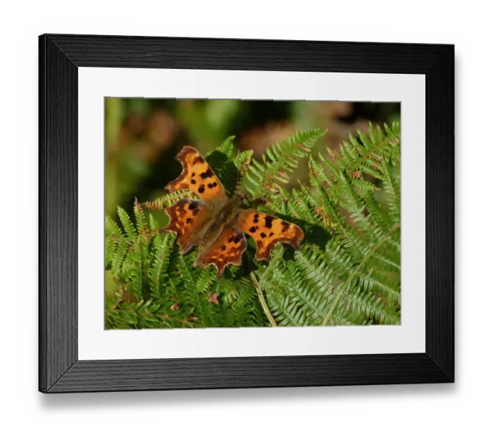 Framed Print : Comma (Polygonia c-album) adult, sunning on bracken frond, Gloucestershire, England, september Framed Print : Comma (Polygonia c-album) adult, sunning on bracken frond, Gloucestershire, England, september