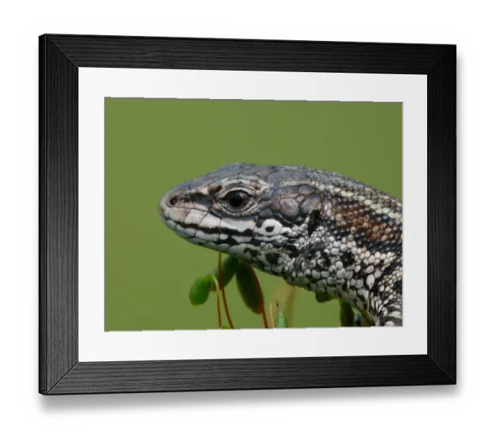 Framed Print : Common Lizard (Zootoca vivipara) adult, close-up of head, Italy, april Framed Print : Common Lizard (Zootoca vivipara) adult, close-up of head, Italy, april