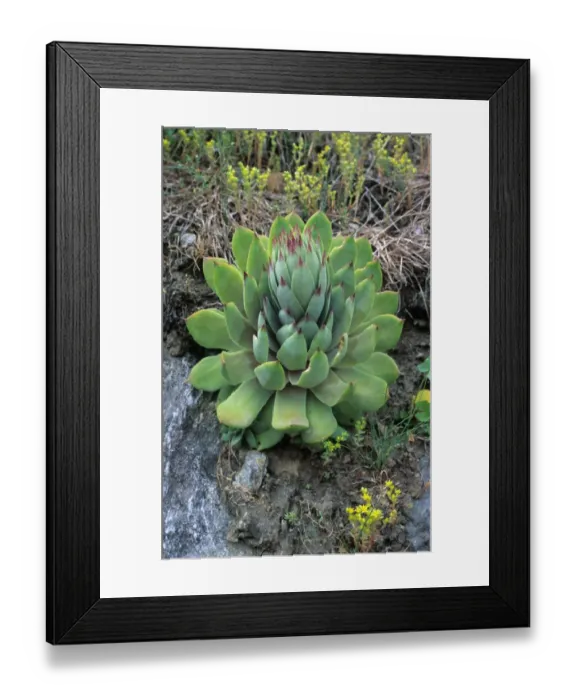 Framed Print : Common Houseleek (Sempervivum tectorum) close-up of plant, Italy Framed Print : Common Houseleek (Sempervivum tectorum) close-up of plant, Italy