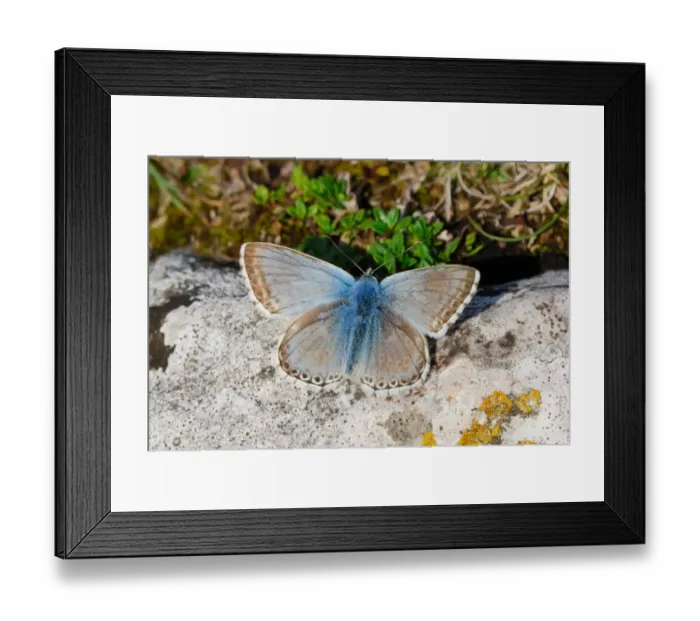 Framed Print : Chalkhill Blue (Lysandra coridon) adult male, basking on rock, Draycott Sleights Nature Reserve, Mendip Hills, Somerset, England, july