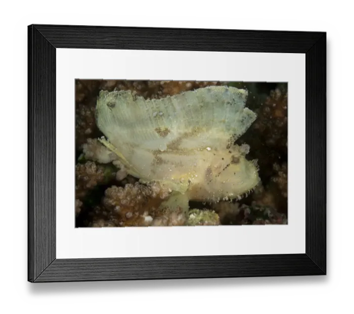 Framed Print : Leaf Scorpionfish (Taenianotus triacanthus) adult, on reef, Mabul Island, Sabah, Borneo, Malaysia Framed Print : Leaf Scorpionfish (Taenianotus triacanthus) adult, on reef, Mabul Island, Sabah, Borneo, Malaysia