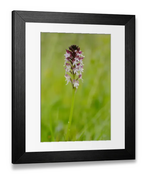 Framed Print : Burnt Orchid (Orchis ustulata) flowerspike, Italy, june