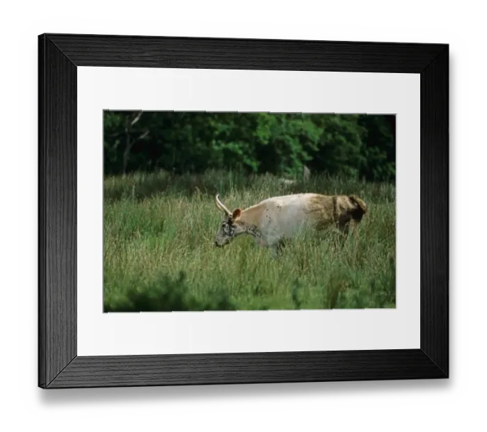 Framed Print : Domestic Cattle, Chillingham Cattle, cow, standing amongst rushes, Chillingham Park, Northumberland, England, july Framed Print : Domestic Cattle, Chillingham Cattle, cow, standing amongst rushes, Chillingham Park, Northumberland, England, july