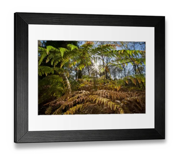 Framed Print : Bracken (Pteridium aquilinum) fronds, undergrowth in woodland, Oulton, Cheshire, England, october Framed Print : Bracken (Pteridium aquilinum) fronds, undergrowth in woodland, Oulton, Cheshire, England, october