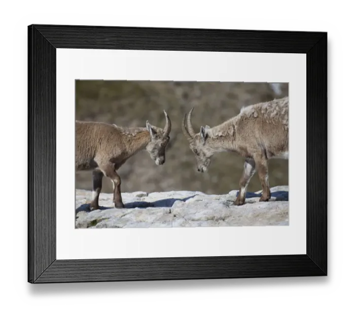 Framed Print : Alpine Ibex (Capra ibex) two immatures, moulting coats, fighting on rocks, Niederhorn, Swiss Alps, Bernese Oberland, Switzerland, may Framed Print : Alpine Ibex (Capra ibex) two immatures, moulting coats, fighting on rocks, Niederhorn, Swiss Alps, Bernese Oberland, Switzerland, may