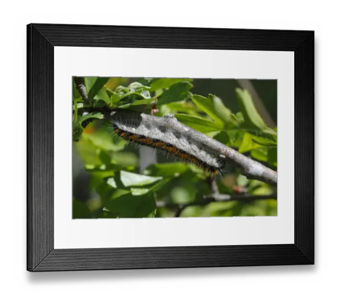 Framed Print : Black-veined White (Aporia crataegi) larva, on hawthorn twig, Pyrenees, Ariege, France, may Framed Print : Black-veined White (Aporia crataegi) larva, on hawthorn twig, Pyrenees, Ariege, France, may