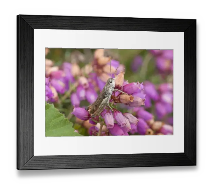 Framed Print : Mottled Grasshopper (Myrmeleotettix maculatus) adult, resting on flowering heather, England Framed Print : Mottled Grasshopper (Myrmeleotettix maculatus) adult, resting on flowering heather, England
