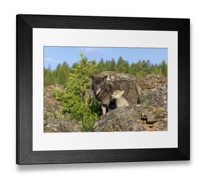 Framed Print : Timber Wolf (Canis lupus) adult female with eight-week old cub, standing amongst rocks, Montana, U. S. A. june (captive) Framed Print : Timber Wolf (Canis lupus) adult female with eight-week old cub, standing amongst rocks, Montana, U. S. A. june (captive)