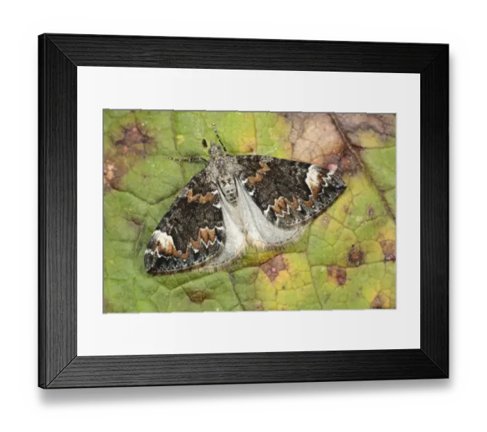Framed Print : Dark Marbled Carpet Moth (Chloroclysta citrata) adult, resting on leaf, Powys, Wales, august