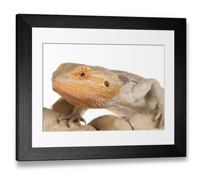 Framed Print : Inland Bearded Dragon (Pogona vitticeps) adult, close-up of head