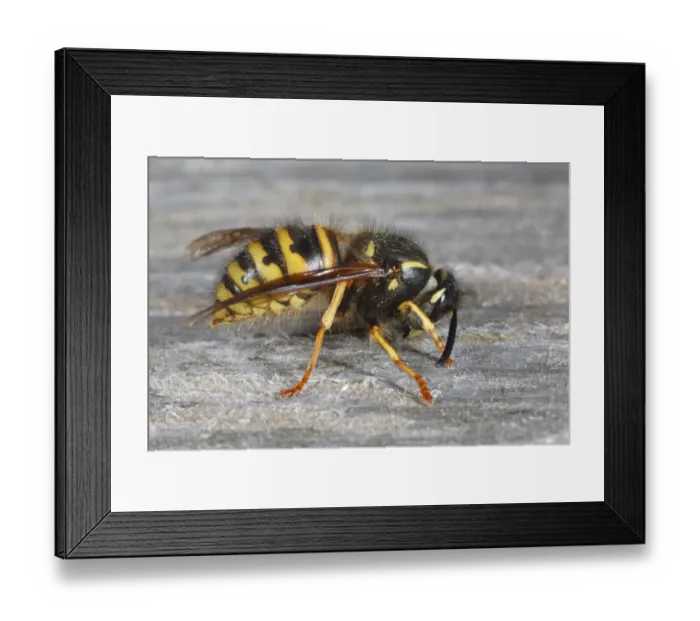 Framed Print : Norwegian Wasp (Dolichovespula norwegica) adult worker, collecting wood pulp for nest building material, Powys, Wales, april Framed Print : Norwegian Wasp (Dolichovespula norwegica) adult worker, collecting wood pulp for nest building material, Powys, Wales, april