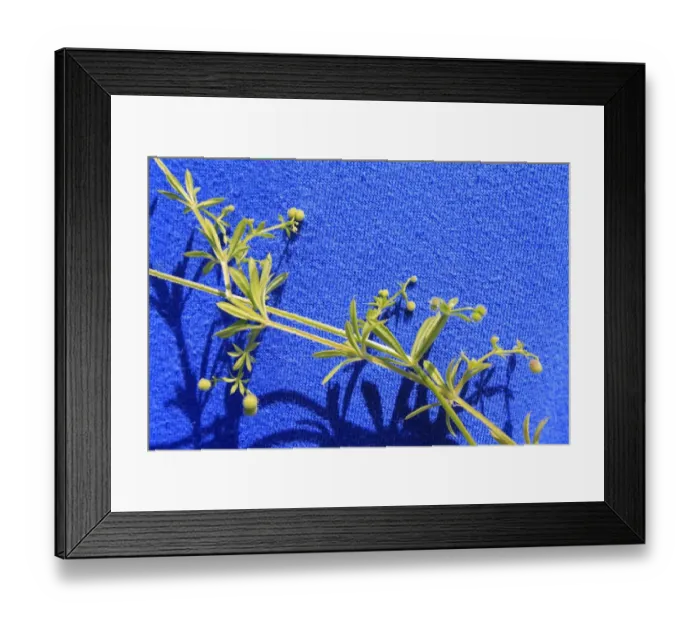 Framed Print : Common Cleavers (Galium aparine) close-up of leaves, stems and fruits, stuck to clothing with burrs, Bacton, Suffolk, England, june Framed Print : Common Cleavers (Galium aparine) close-up of leaves, stems and fruits, stuck to clothing with burrs, Bacton, Suffolk, England, june