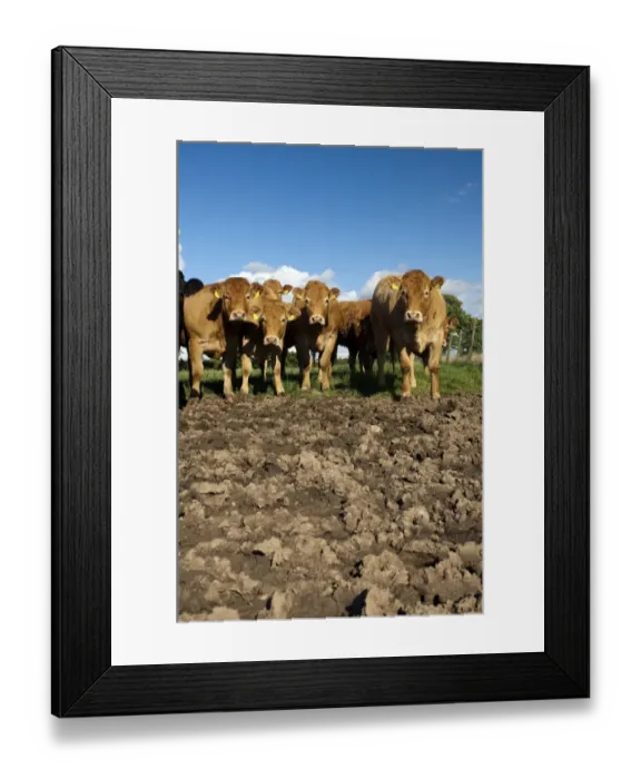 Framed Print : Domestic Cattle, Limousin cows, herd standing on poached land damaged by wet weather and cattle feet, Cumbria, England, august Framed Print : Domestic Cattle, Limousin cows, herd standing on poached land damaged by wet weather and cattle feet, Cumbria, England, august