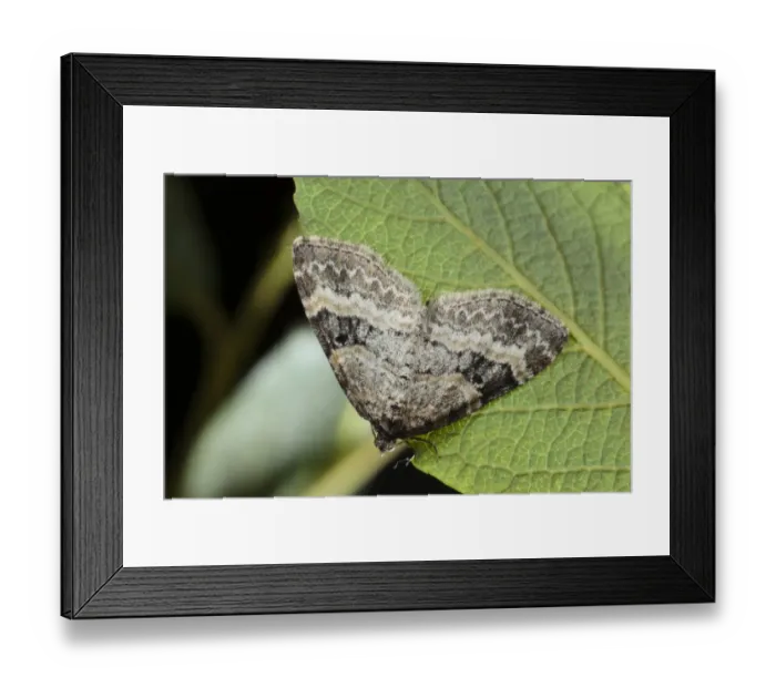 Framed Print : Small Seraphim (Pterapherapteryx sexalata) adult, resting on leaf, Powys, Wales, june