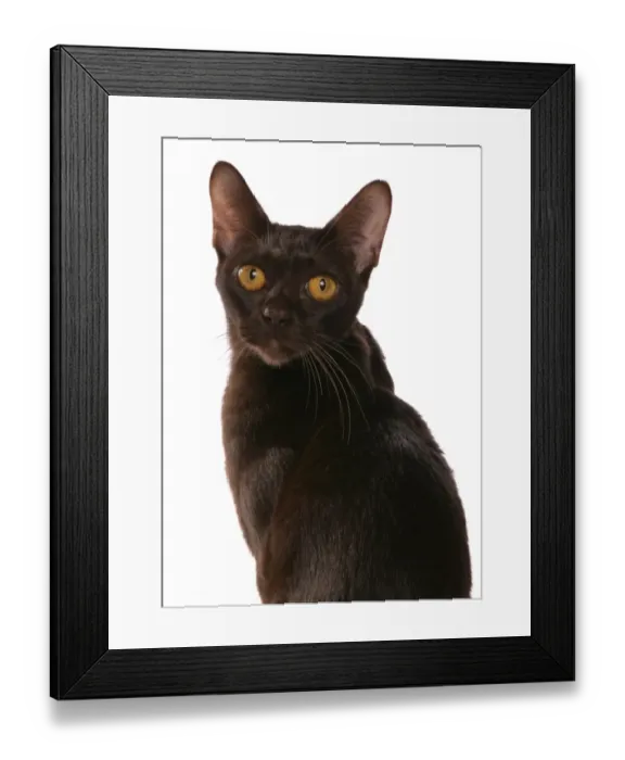 Framed Print : Domestic Cat, Asian, brown adult, close-up of head Framed Print : Domestic Cat, Asian, brown adult, close-up of head
