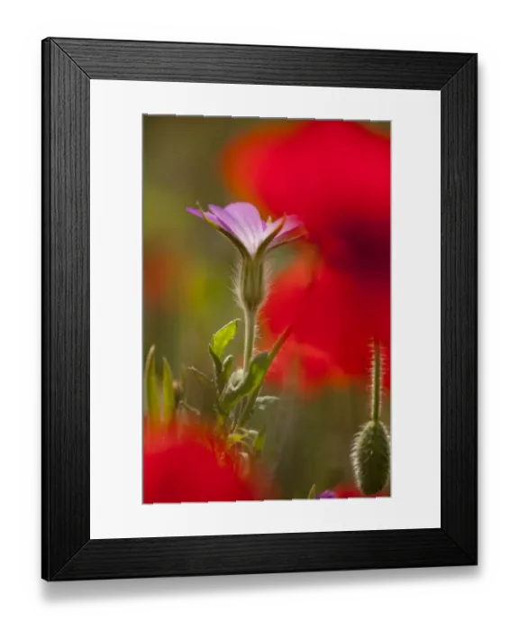 Framed Print : Corncockle (Agrostemma githago) and Corn Poppy (Papaver rhoeas) flowering, growing in field, Derbyshire, England, june
