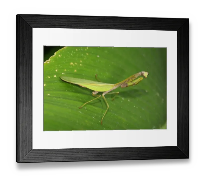 Framed Print : Praying Mantis (Mantodea sp. ) adult, resting on leaf, Yasuni N. P. Amazon, Ecuador Framed Print : Praying Mantis (Mantodea sp. ) adult, resting on leaf, Yasuni N. P. Amazon, Ecuador