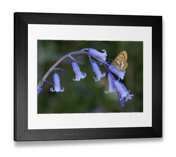 Framed Print : Duke of Burgundy (Hamearis lucina) adult, resting on Bluebell (Hyacinthoides non-scripta) flowers, England, april