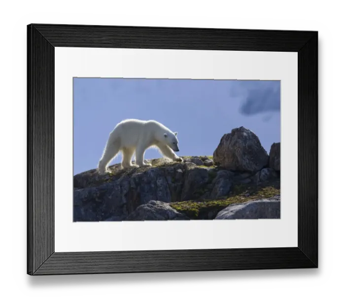 Framed Print : Polar Bear (Ursus maritimus) adult, walking on rocks, Spitzbergen, Svalbard, july Framed Print : Polar Bear (Ursus maritimus) adult, walking on rocks, Spitzbergen, Svalbard, july