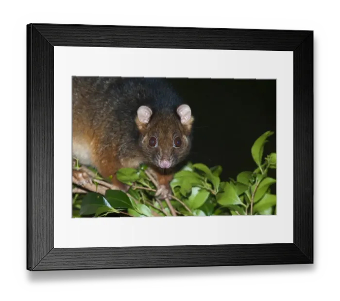 Framed Print : Common Ringtail Possum (Pseudocheirus peregrinus) adult, close-up of head, climbing on branch at night, Queensland, Australia Framed Print : Common Ringtail Possum (Pseudocheirus peregrinus) adult, close-up of head, climbing on branch at night, Queensland, Australia