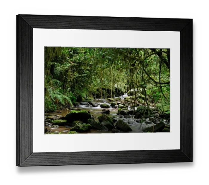 Framed Print : Stream in rainforest habitat, Ranomafana N. P. Eastern Madagascar, august Framed Print : Stream in rainforest habitat, Ranomafana N. P. Eastern Madagascar, august