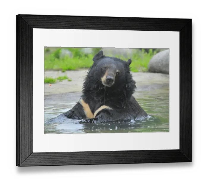 Framed Print : Asiatic Black Bear (Ursus thibetanus) adult, sitting in water, Animals Asia Rescue Centre, Chengdu, Sichuan, China, april Framed Print : Asiatic Black Bear (Ursus thibetanus) adult, sitting in water, Animals Asia Rescue Centre, Chengdu, Sichuan, China, april