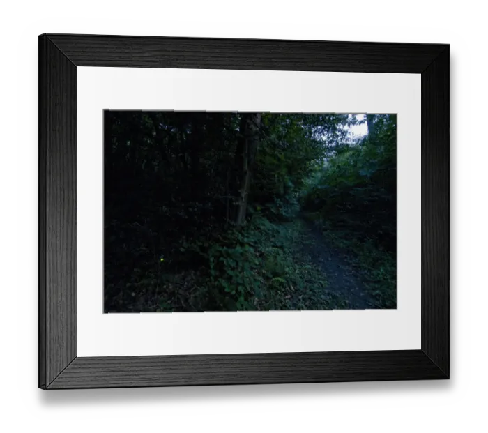 Framed Print : Common Glow-worm (Lampyris noctiluca) adult female, glowing, displaying bioluminescence, beside path in woodland habitat at dusk, Kent, England, july Framed Print : Common Glow-worm (Lampyris noctiluca) adult female, glowing, displaying bioluminescence, beside path in woodland habitat at dusk, Kent, England, july