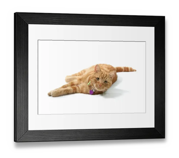 Framed Print : Domestic Cat, ginger tabby, adult male, laying, with collar, bell and tag Framed Print : Domestic Cat, ginger tabby, adult male, laying, with collar, bell and tag