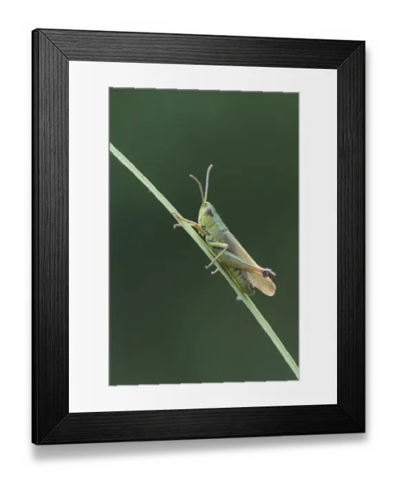 Framed Print : Meadow Grasshopper (Chorthippus parallelus) adult, resting on grass stalk, Essex, England, july
