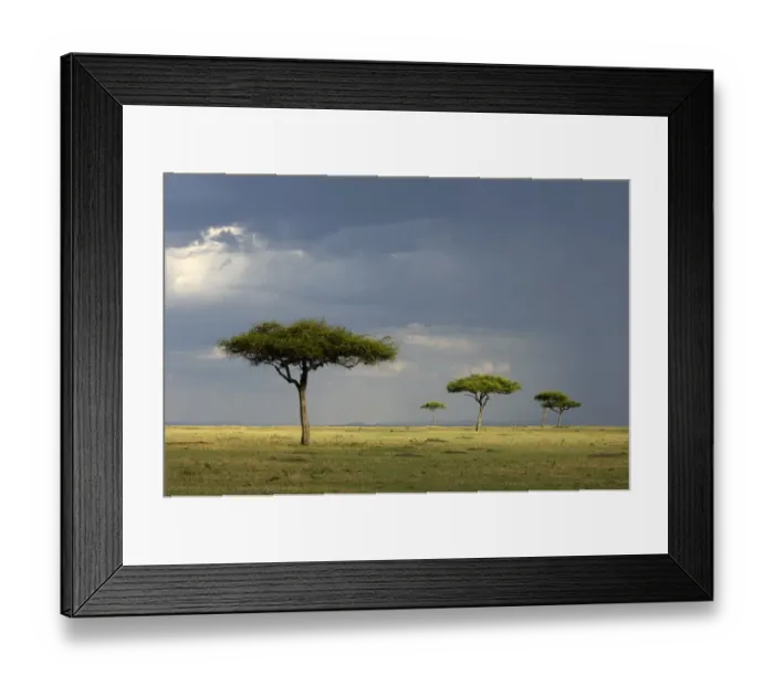 Framed Print : View of savannah habitat with rainclouds, Masai Mara, Kenya Framed Print : View of savannah habitat with rainclouds, Masai Mara, Kenya