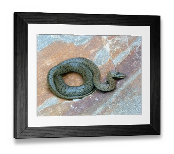 Framed Print : Smooth Snake (Coronella austriaca) adult, coiled on stone, Cannobina Valley, Piedmont, Northern Italy, july Framed Print : Smooth Snake (Coronella austriaca) adult, coiled on stone, Cannobina Valley, Piedmont, Northern Italy, july