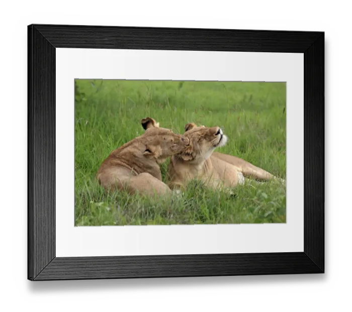 Framed Print : Lion (Panthera leo) two adult females, mutual grooming, resting on grass, Sabi Sabi Game Reserve, Kruger N. P. South Africa