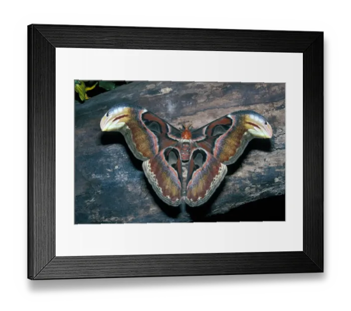 Framed Print : Moth - Atlas (Attacus atlas) close-up / on wood / one of the biggest moths in the world Framed Print : Moth - Atlas (Attacus atlas) close-up / on wood / one of the biggest moths in the world