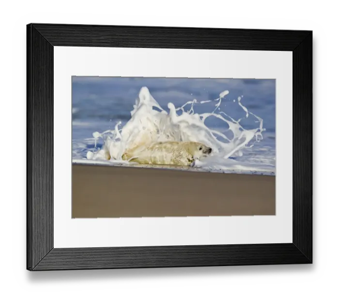 Framed Print : Grey Seal (Halichoerus grypus) whitecoat pup, in surf on beach, Horsey, Norfolk, England, november Framed Print : Grey Seal (Halichoerus grypus) whitecoat pup, in surf on beach, Horsey, Norfolk, England, november