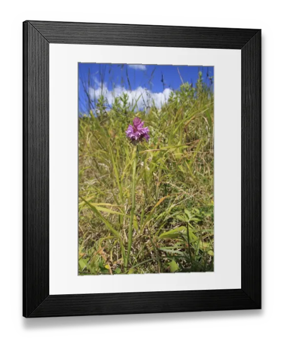 Framed Print : Pyramidal Orchid (Anacamptis pyramidalis) flowering, growing in gulley of slumped sea cliff, Whitecliff Bay, Isle of Wight, England, june Framed Print : Pyramidal Orchid (Anacamptis pyramidalis) flowering, growing in gulley of slumped sea cliff, Whitecliff Bay, Isle of Wight, England, june