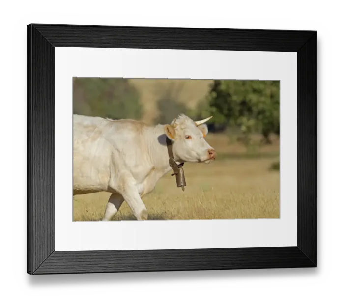 Framed Print : Domestic Cattle, cow with bell, Northern Spain, july Framed Print : Domestic Cattle, cow with bell, Northern Spain, july