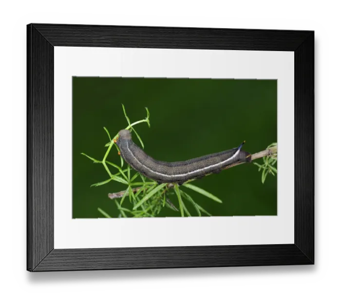 Framed Print : Hummingbird Hawkmoth (Macroglossum stellatarum) fully grown final instar larva, feeding on bedstraw, Oxfordshire, England, september Framed Print : Hummingbird Hawkmoth (Macroglossum stellatarum) fully grown final instar larva, feeding on bedstraw, Oxfordshire, England, september