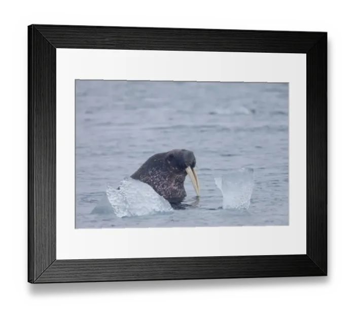 Framed Print : Atlantic Walrus (Odobenus rosmarus rosmarus) adult, swimming beside ice, Spitsbergen, Svalbard, august Framed Print : Atlantic Walrus (Odobenus rosmarus rosmarus) adult, swimming beside ice, Spitsbergen, Svalbard, august