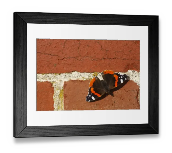 Framed Print : Red Admiral (Vanessa atalanta) adult, basking on brick wall, Powys, Wales, august Framed Print : Red Admiral (Vanessa atalanta) adult, basking on brick wall, Powys, Wales, august