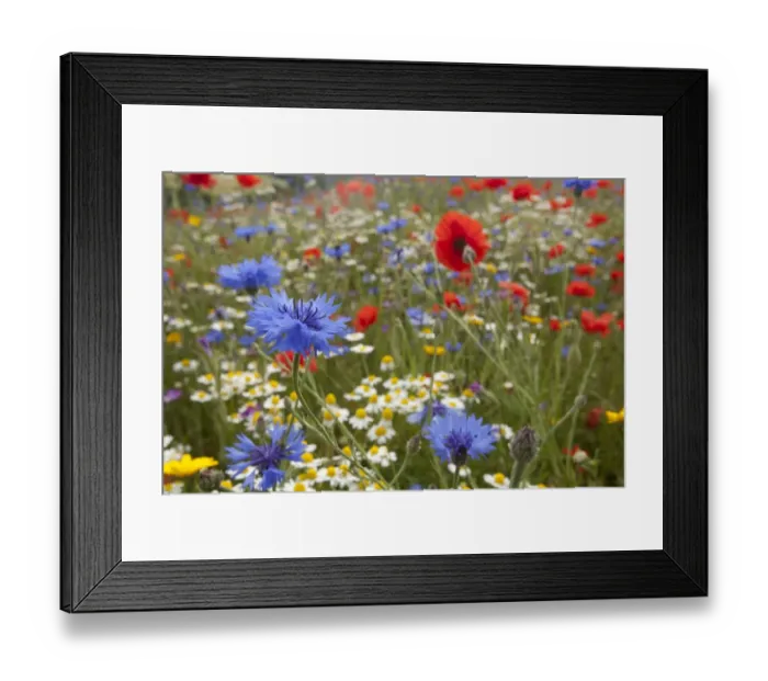 Framed Print : Cornflower (Centaurea cyanus) Scentless Mayweed (Tripleurospermum inodorum) and Corn Poppy (Papaver rhoeas) flowering mass, growing in field, Derbyshire, England, june Framed Print : Cornflower (Centaurea cyanus) Scentless Mayweed (Tripleurospermum inodorum) and Corn Poppy (Papaver rhoeas) flowering mass, growing in field, Derbyshire, England, june